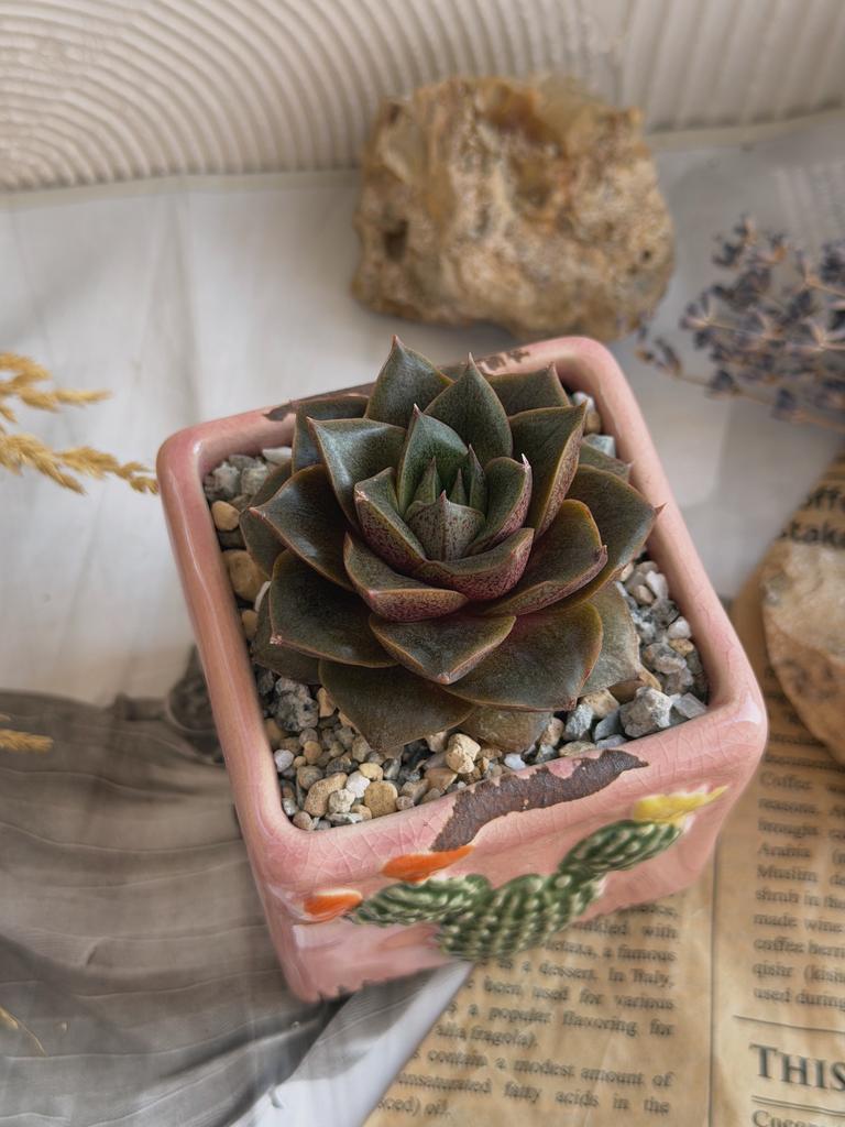 Пурпузорум в розовом горшочке