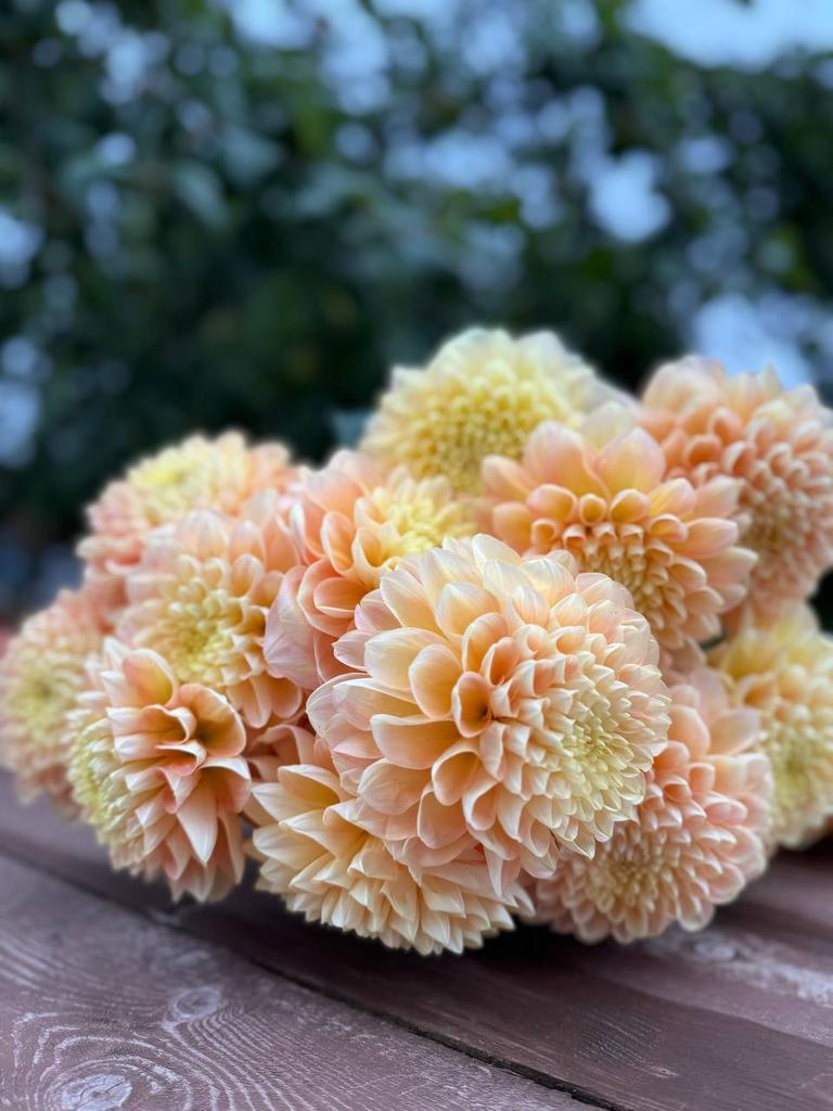 Honey Dew