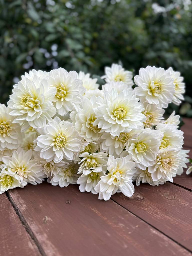 Carma White