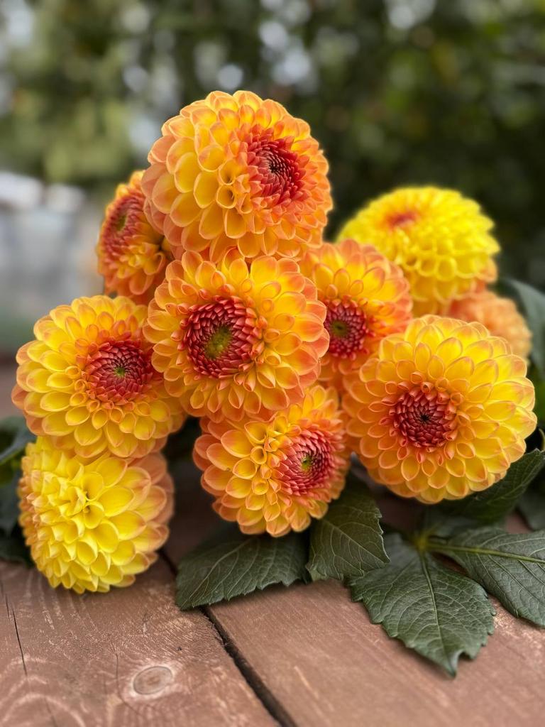 Blyton Softer Gleam
