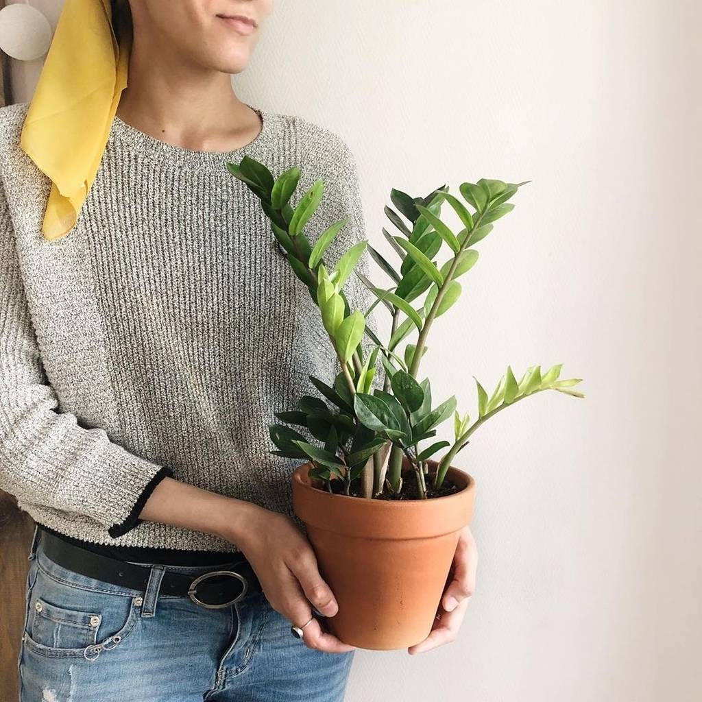 Замиокулькас