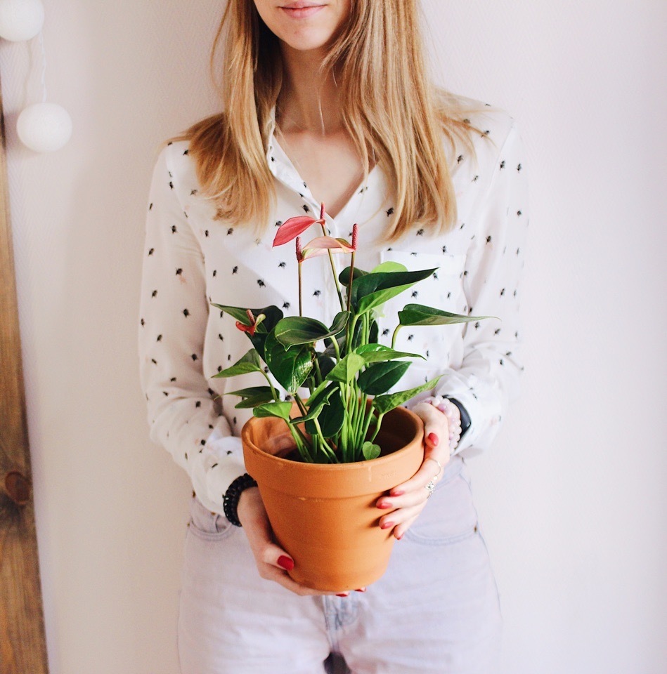 Антуриум Зизу