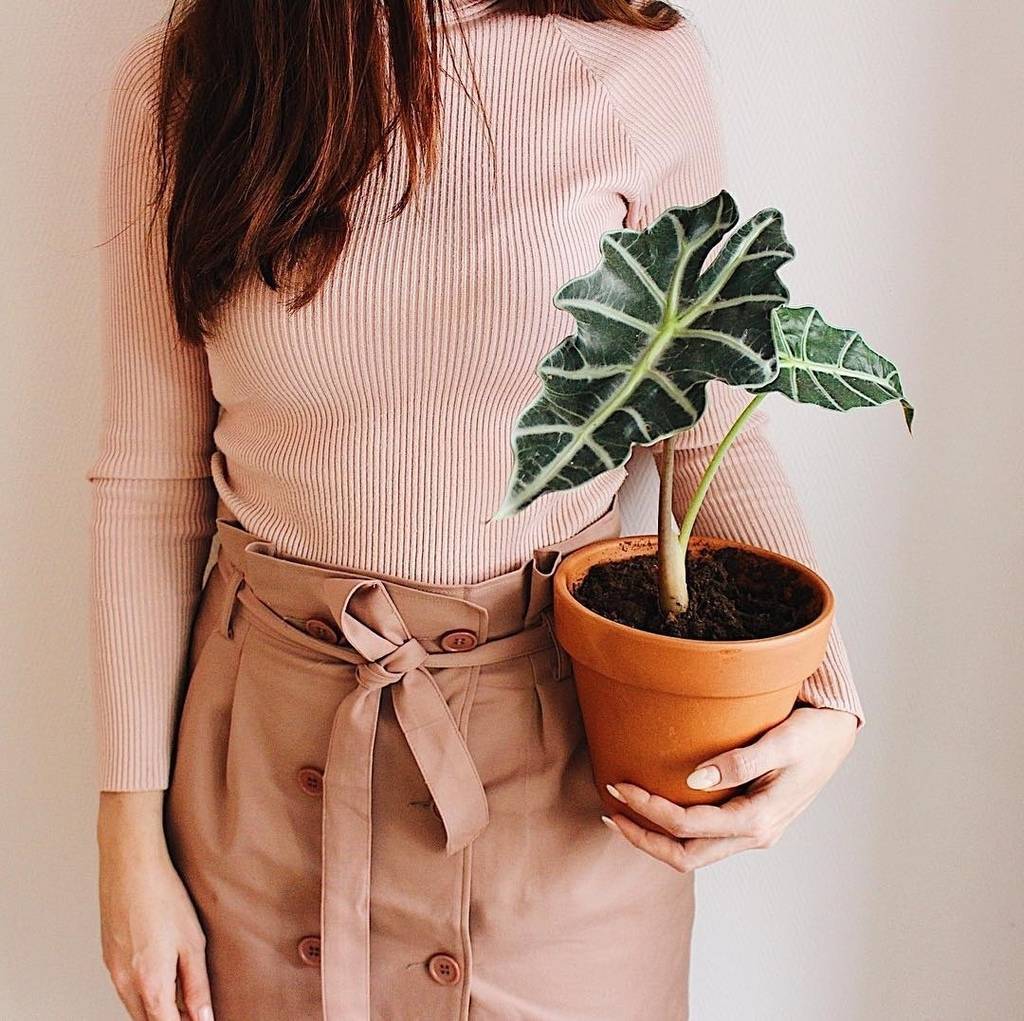 Алоказия Полли