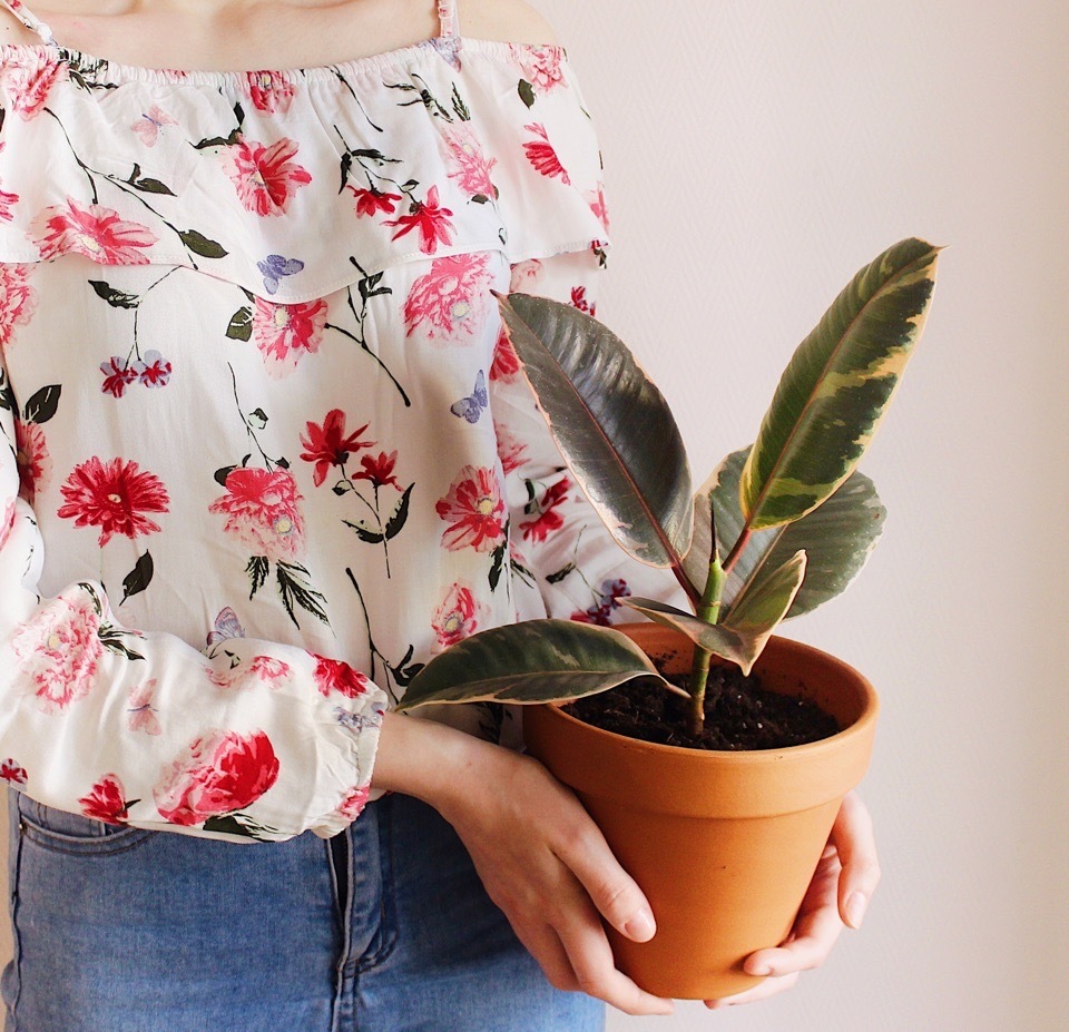 Фикус эластика бейлиз