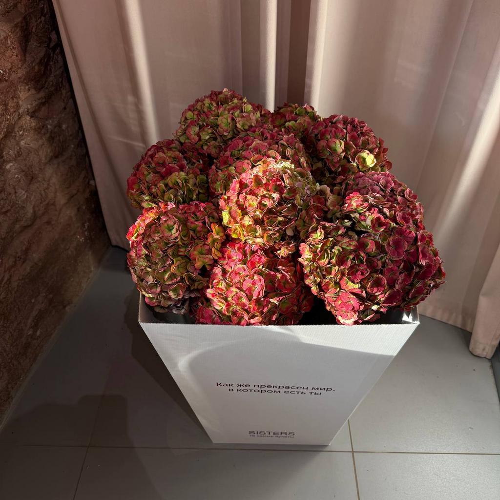 Гортензии Меджикал Руби