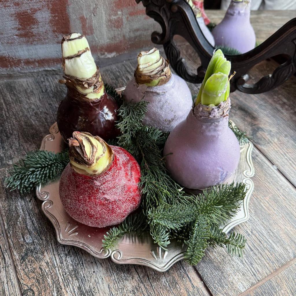 Амариллис в воске