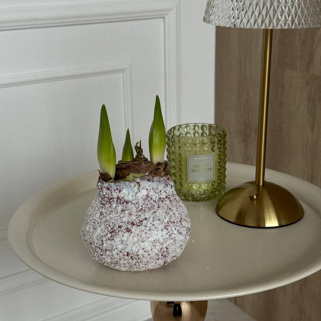 Амариллис в воске