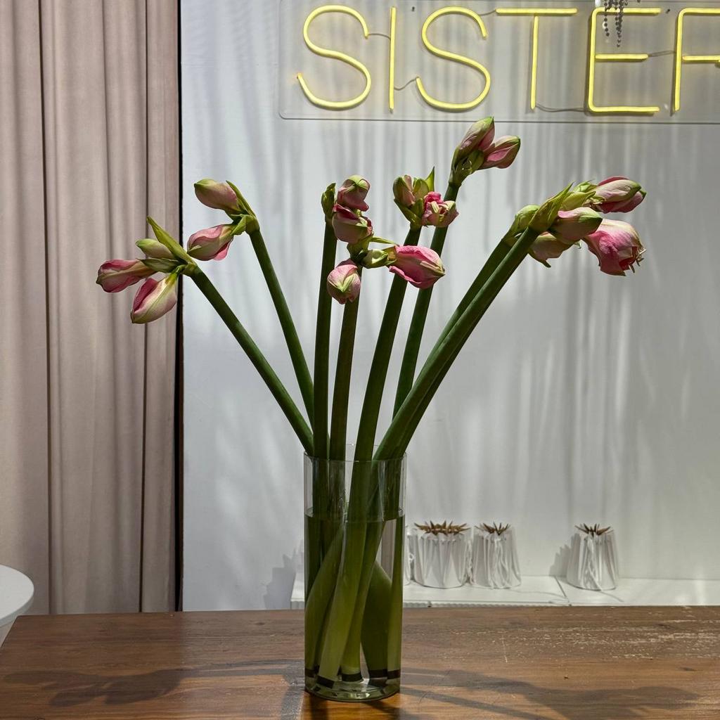 Амариллисы