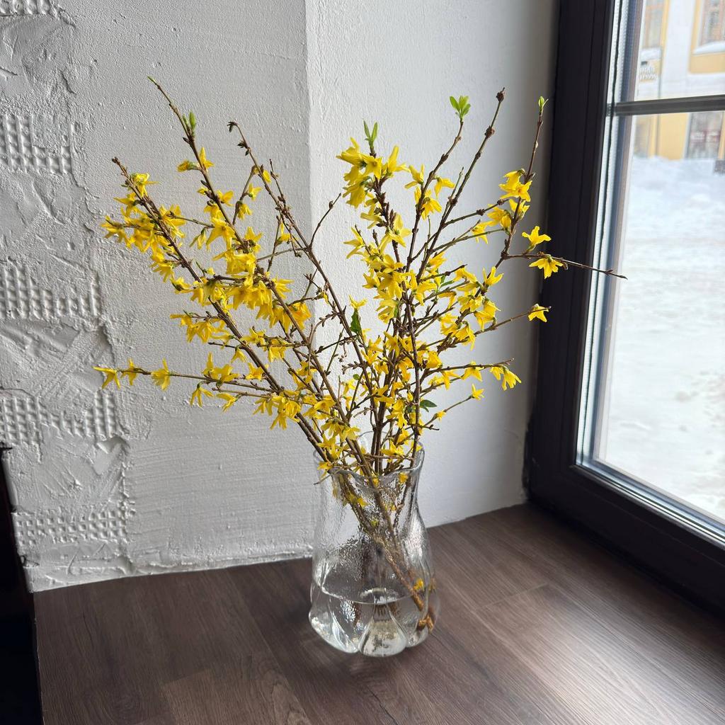 Цветущие веточки Форзиции