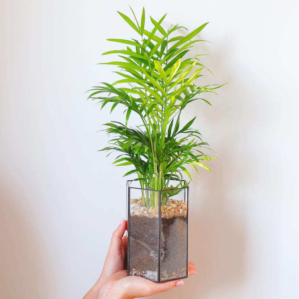 Пальма шестиугольник S (35х11см)