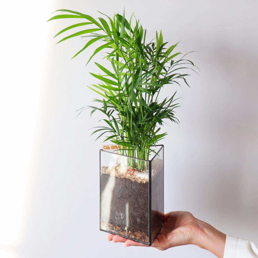 Пальма треугольник S (35х11см)