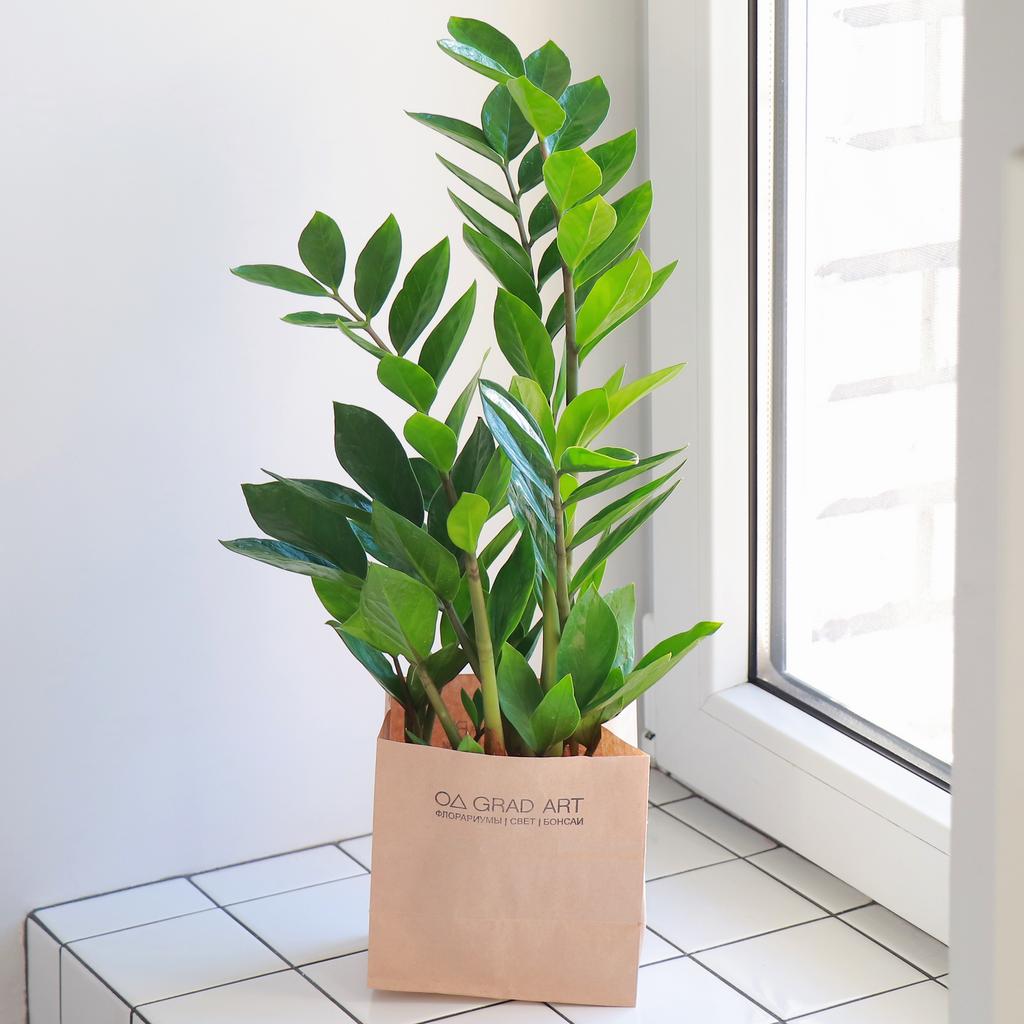 Замиокулькас L