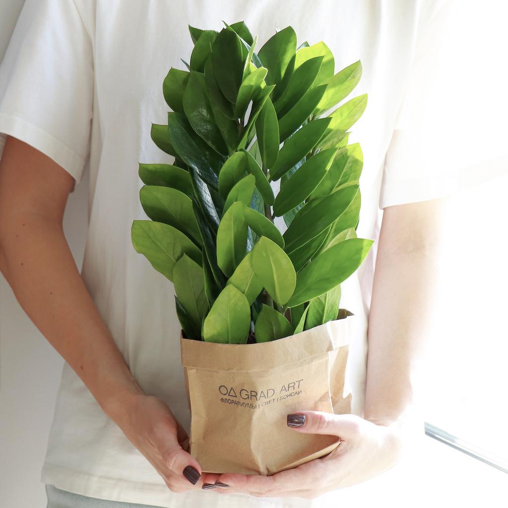 Замиокулькас Занзибар L