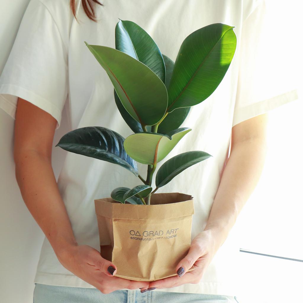 Фикус Эластика L