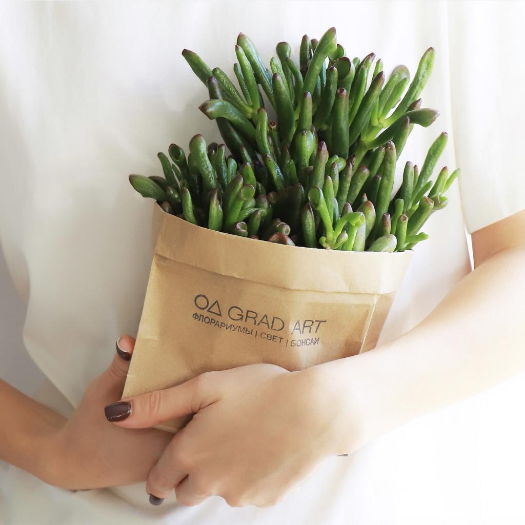 Крассула Хоббит L