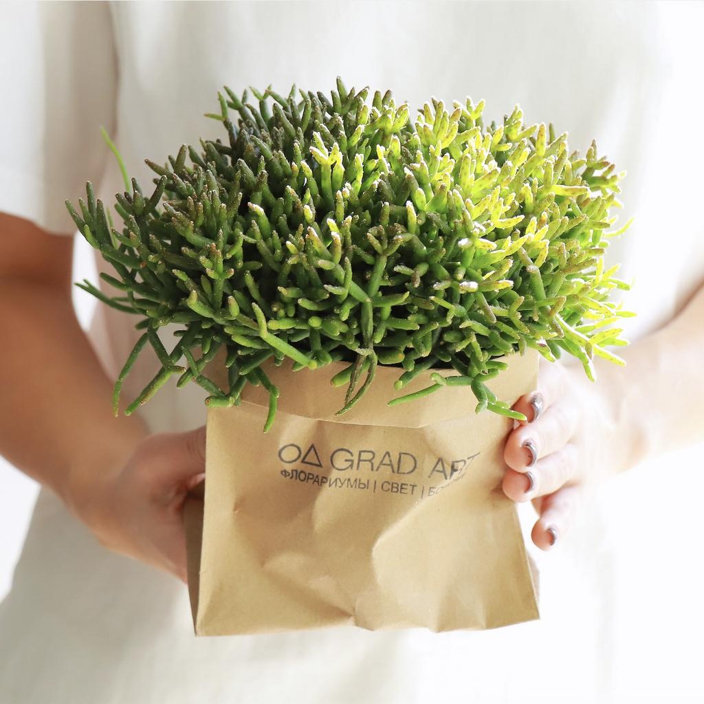 Рипсалис Бурчелли L