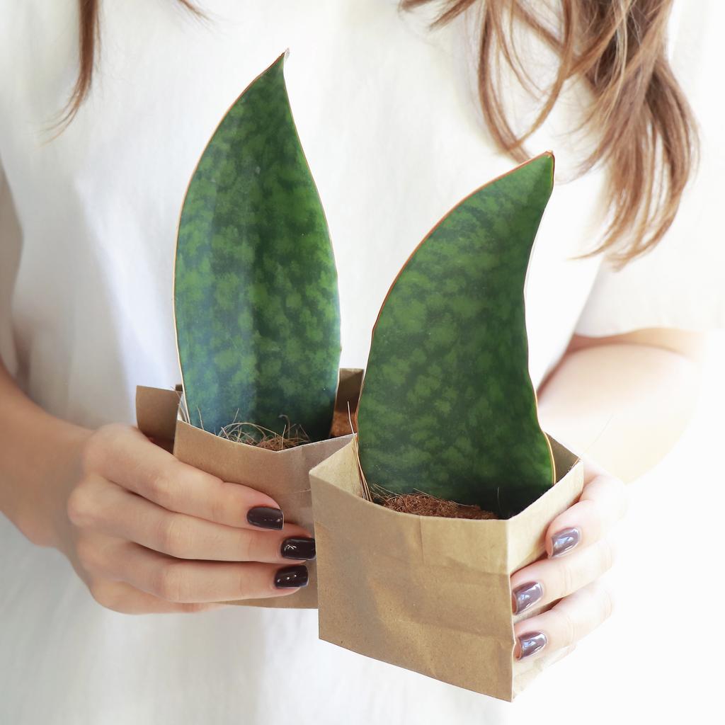 Сансевиерия Биглиф S