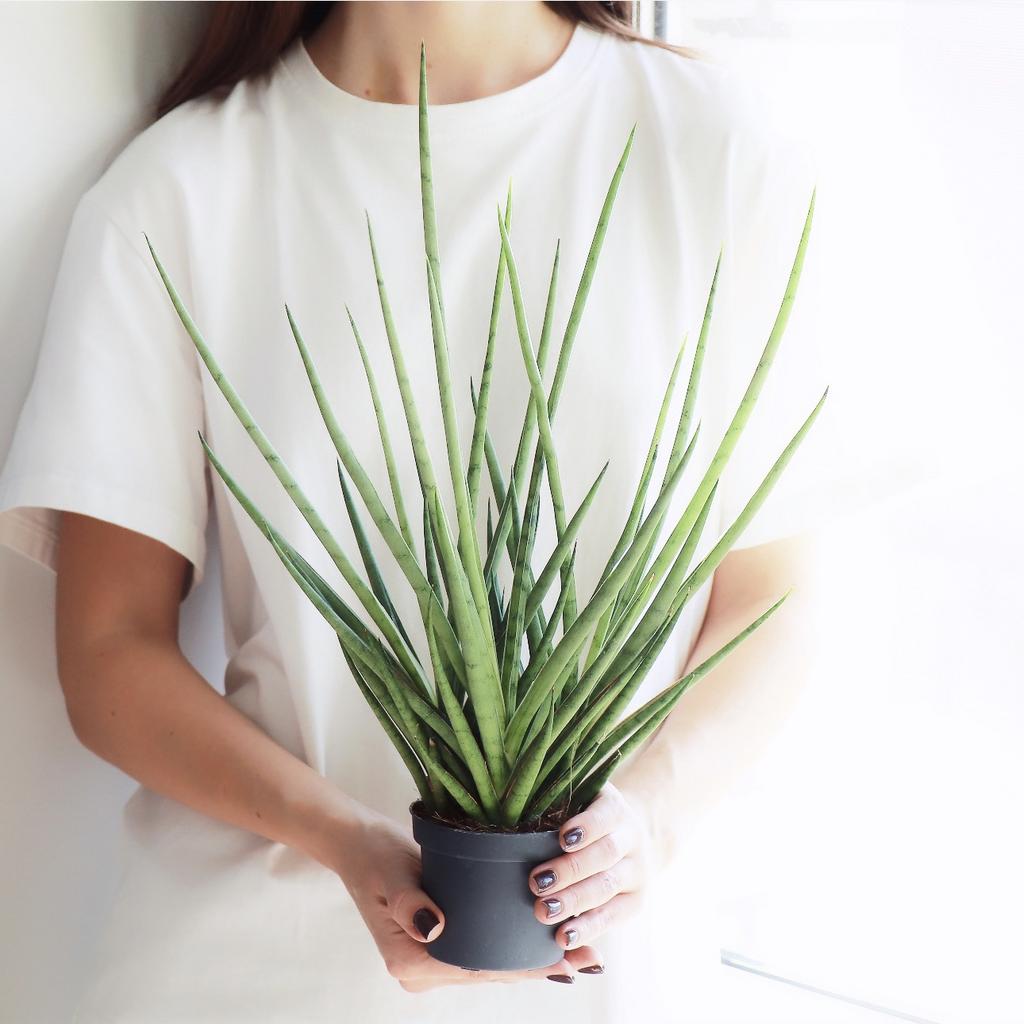 Сансевиерия Микадо M