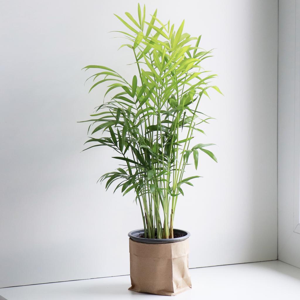 Пальма Хамедорея M