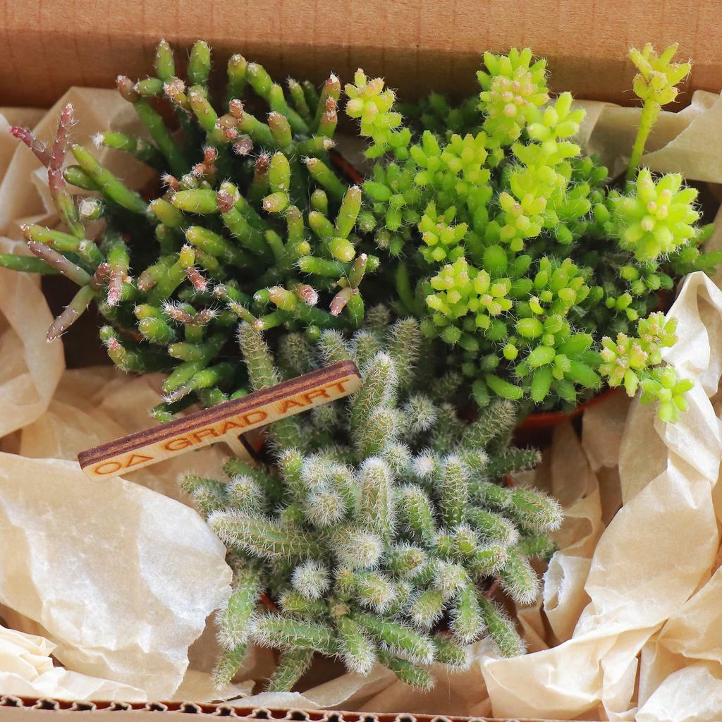 Набор S из 3  рипсалисов