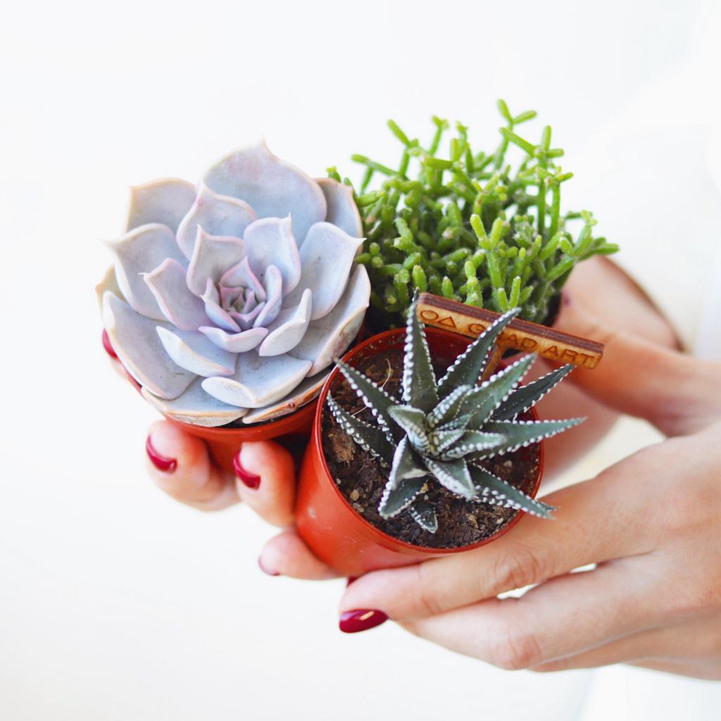 Набор S из 3 суккулентов