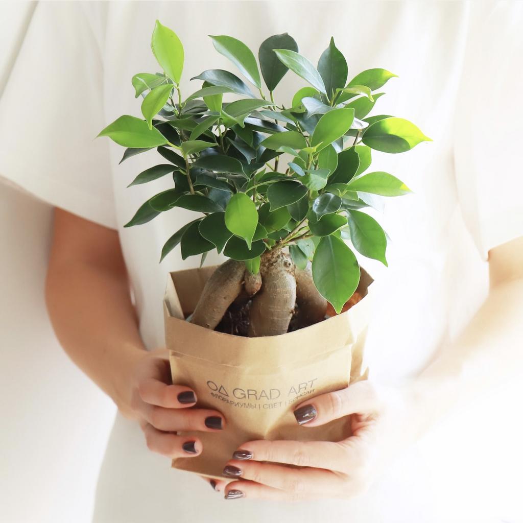 Фикус Гинсенг L