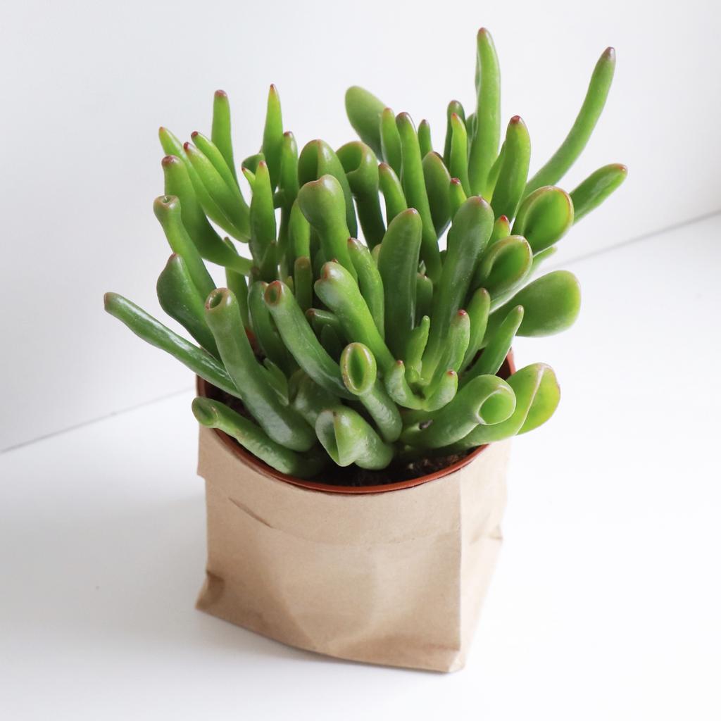 Крассула Хоббит M