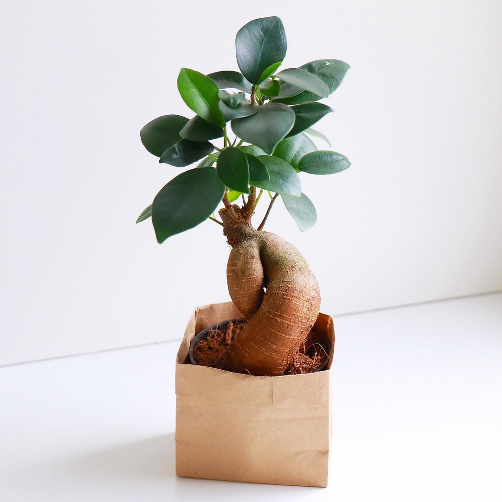 Фикус Гинсенг S