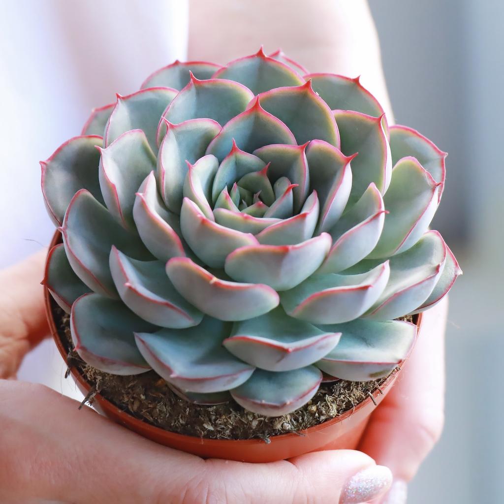 Эхеверия Мистери M