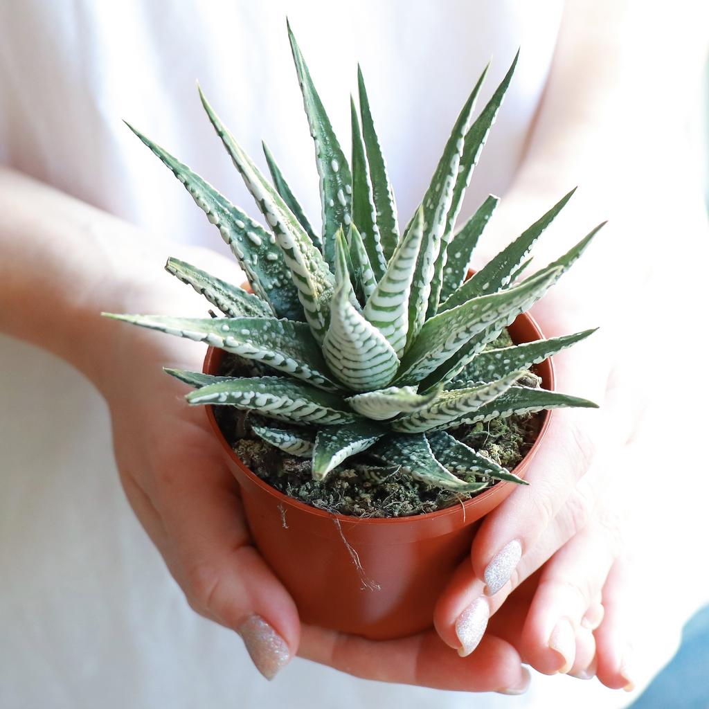 Хавортия Биг Бенд M