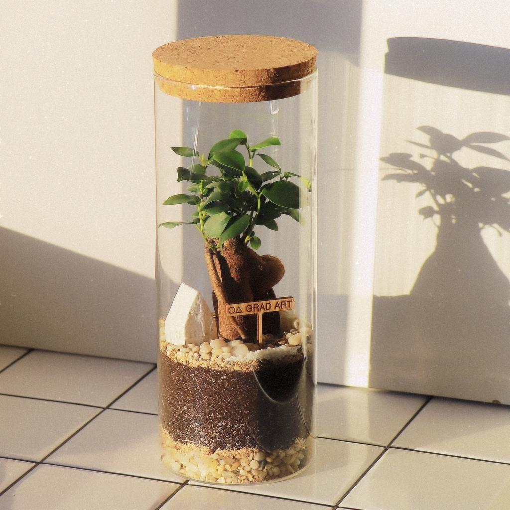 Экосистема с Бонсай S (30х10см)