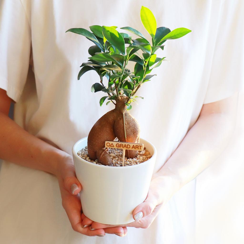 Фикус Гинсенг M в горшке