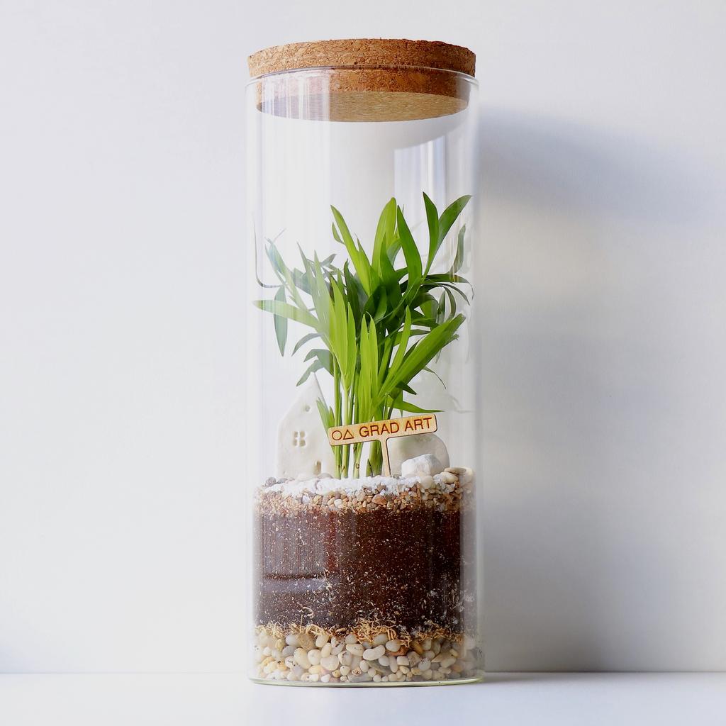 Экосистема с Пальмой S (25х10см)