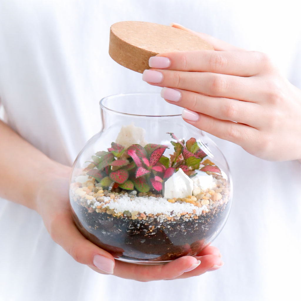 Фиттония в Шаре S (15х13см)