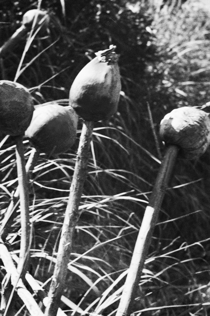 Wild Flower