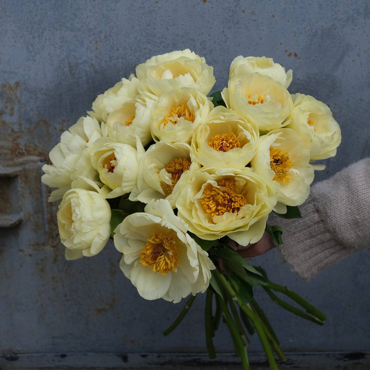 Лимонные пионы - 15 бутонов