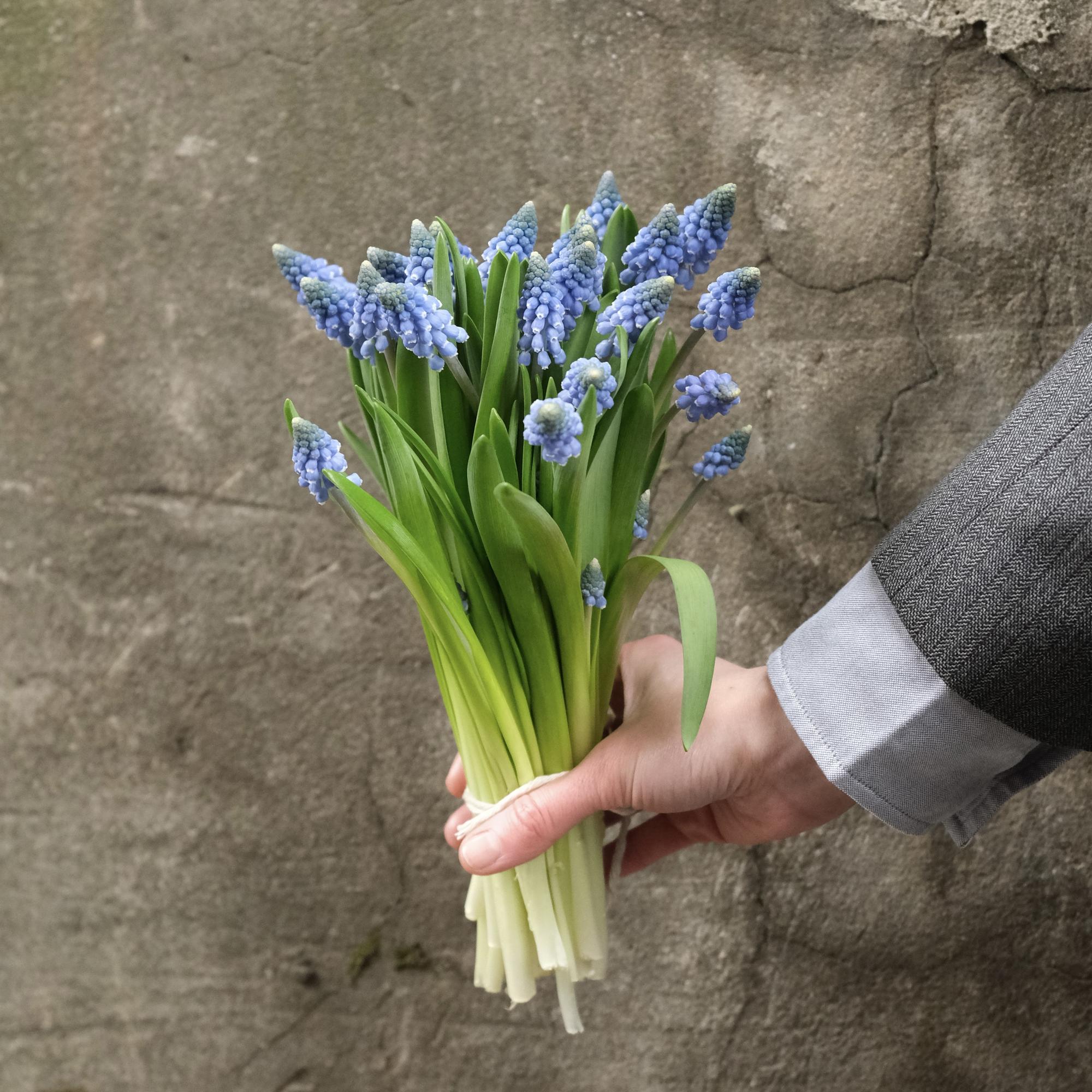 Мышиные гиацинты