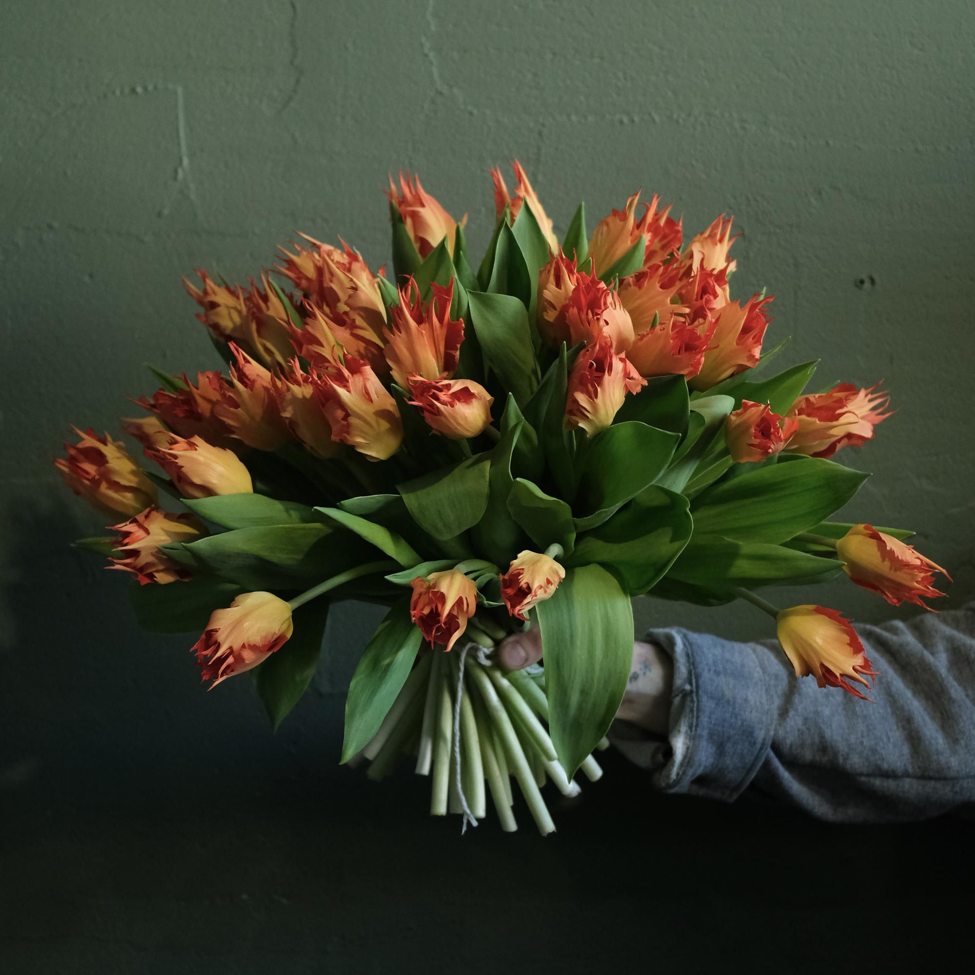 Пылающие тюльпаны