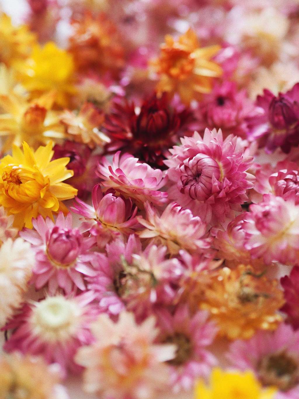 цветы гелихризума