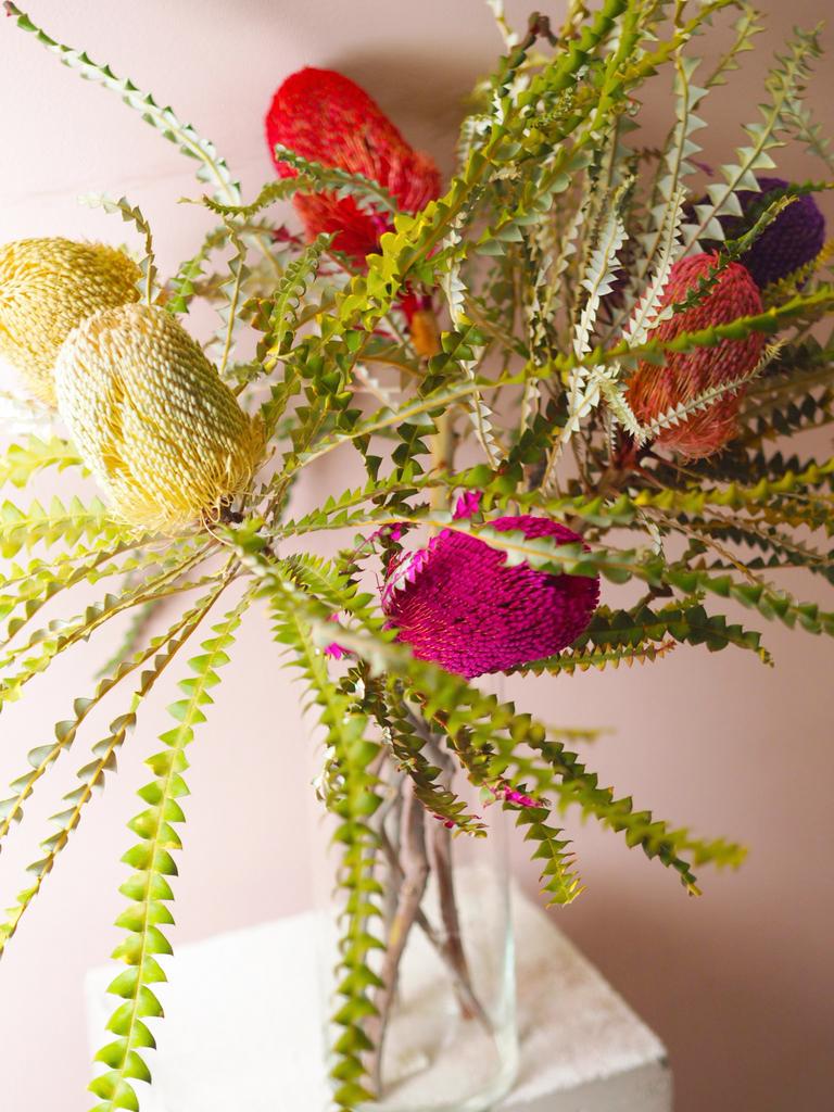 Банксия крашенная