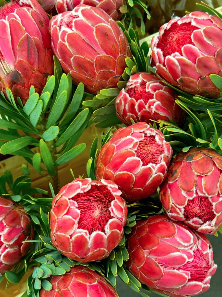 Протея из Южной Африки