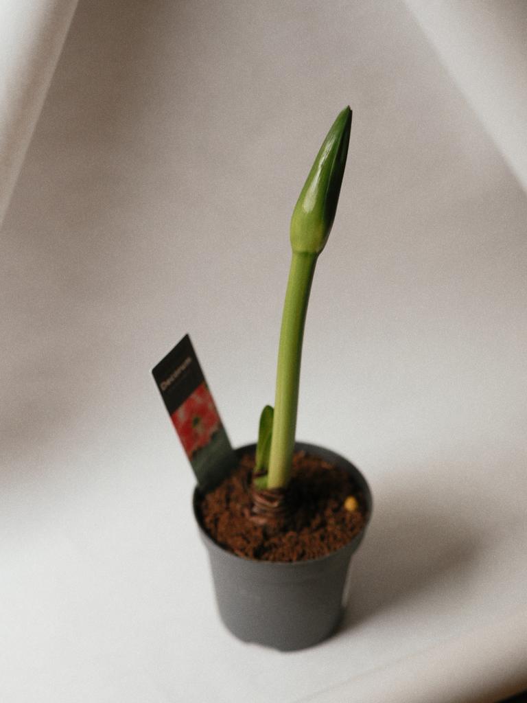 Луковица амариллиса