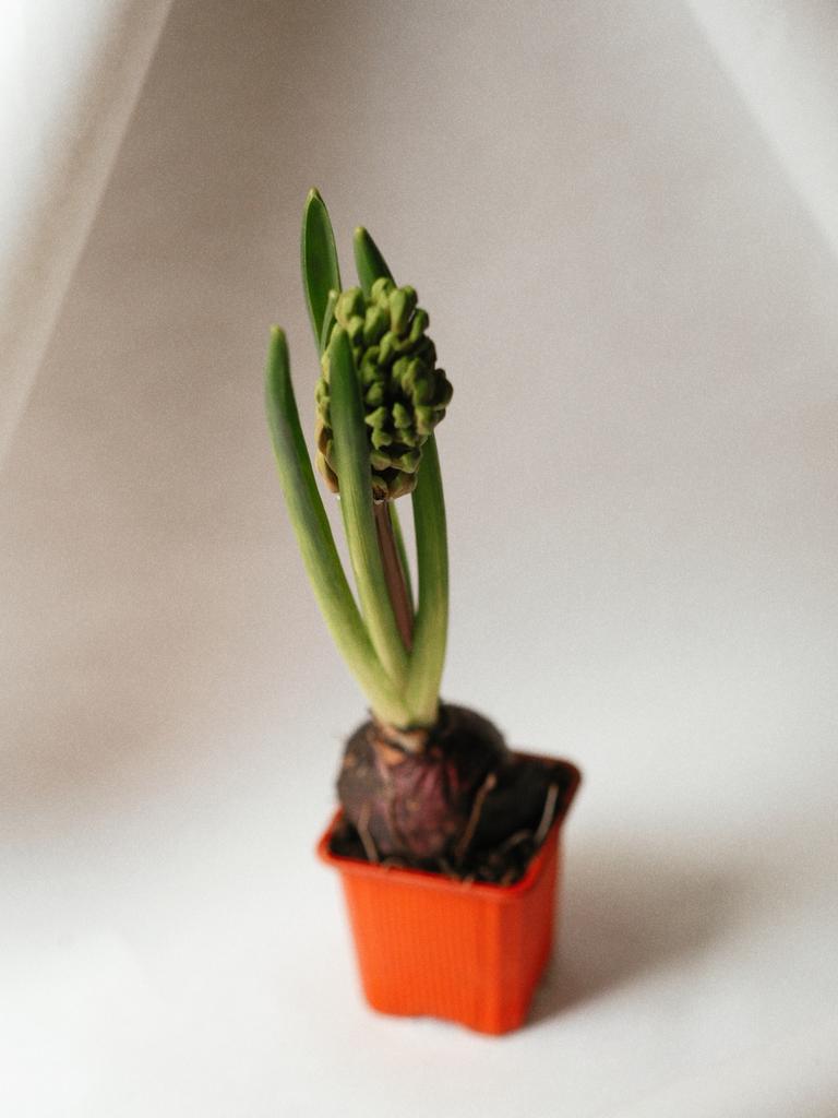 Гиацинт красный в горшочке