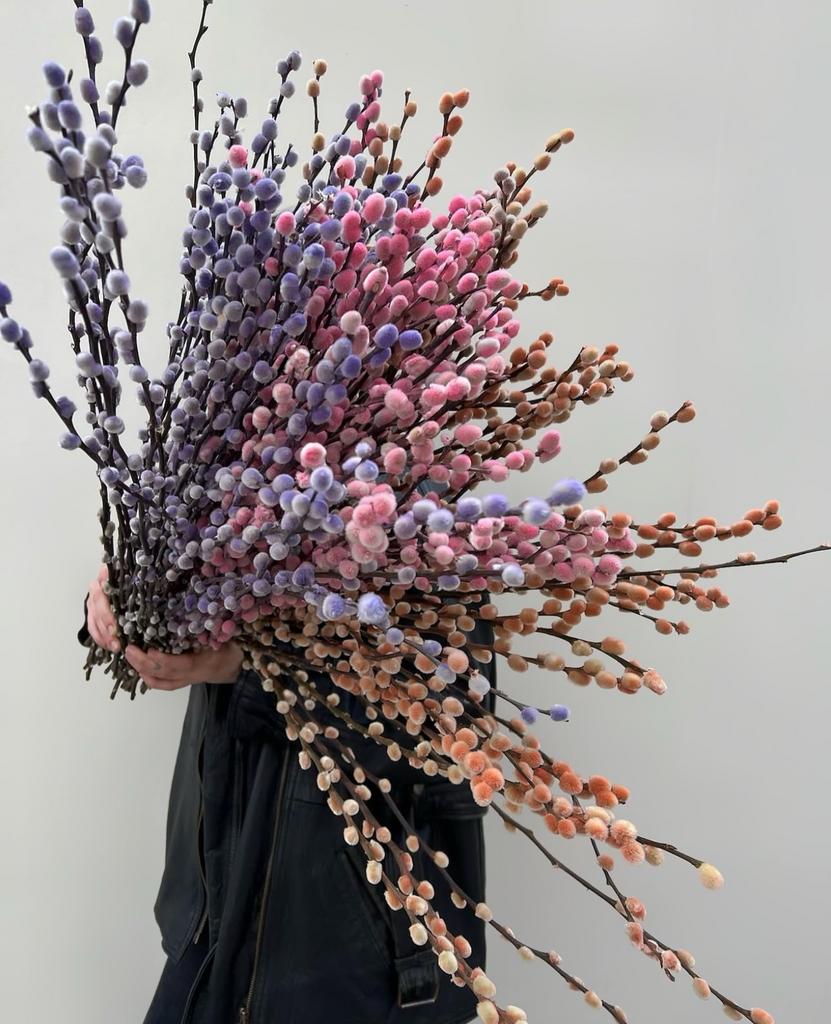 Верба цветная высокий пучок