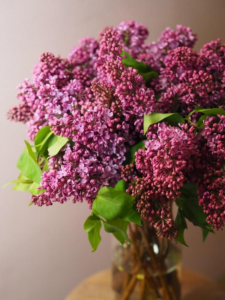 Купить сирень в москве