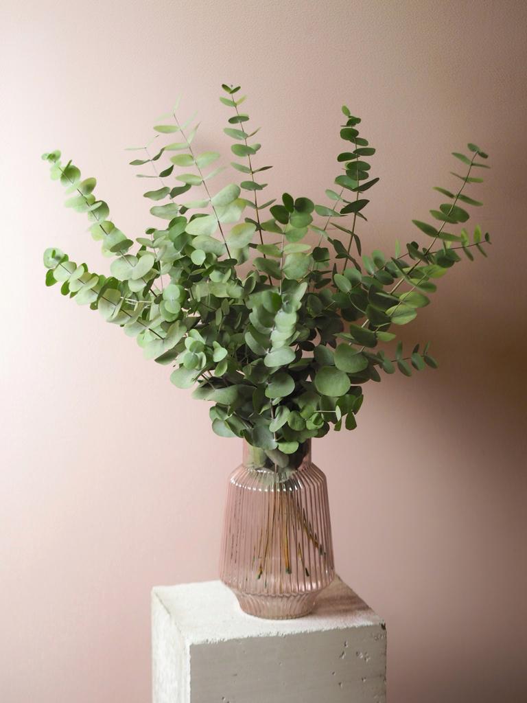 Стабилизированный эвкалипт