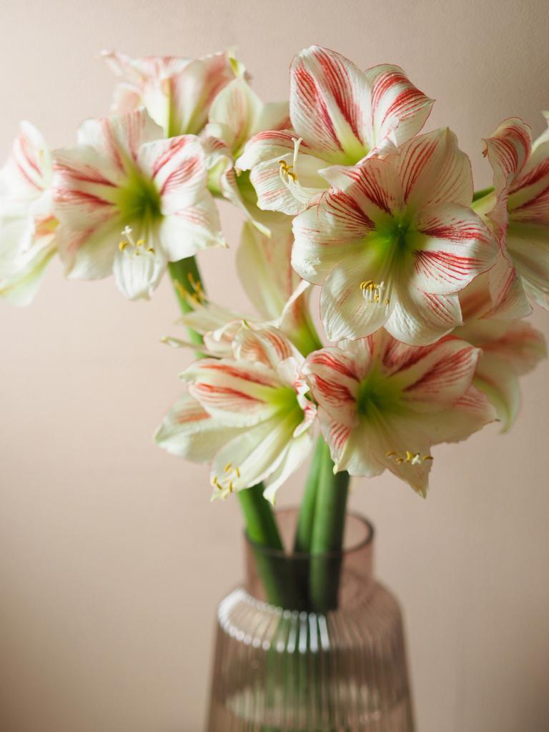 Амариллисы в ассортименте