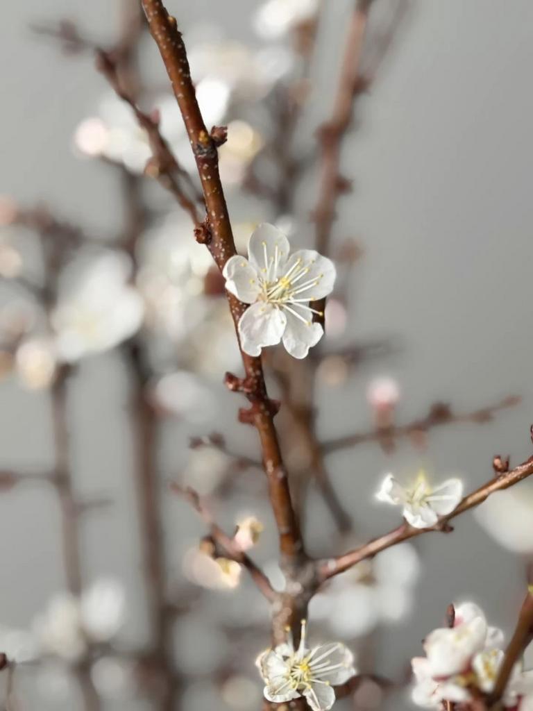 Цветущие ветки вишни