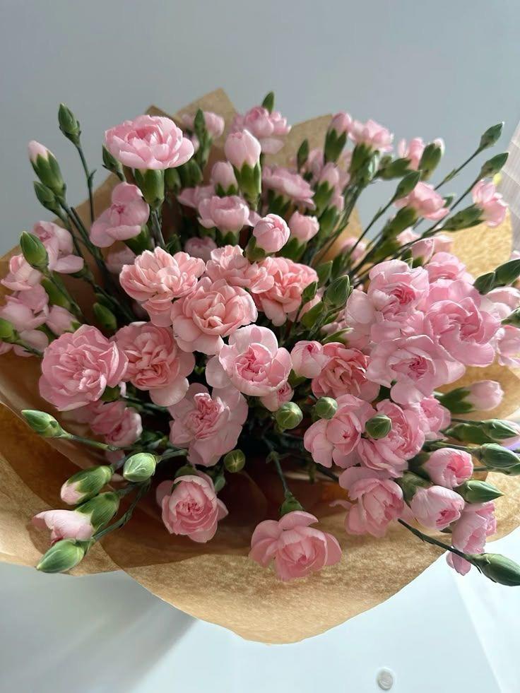 Кустовые диантусы в ассортименте