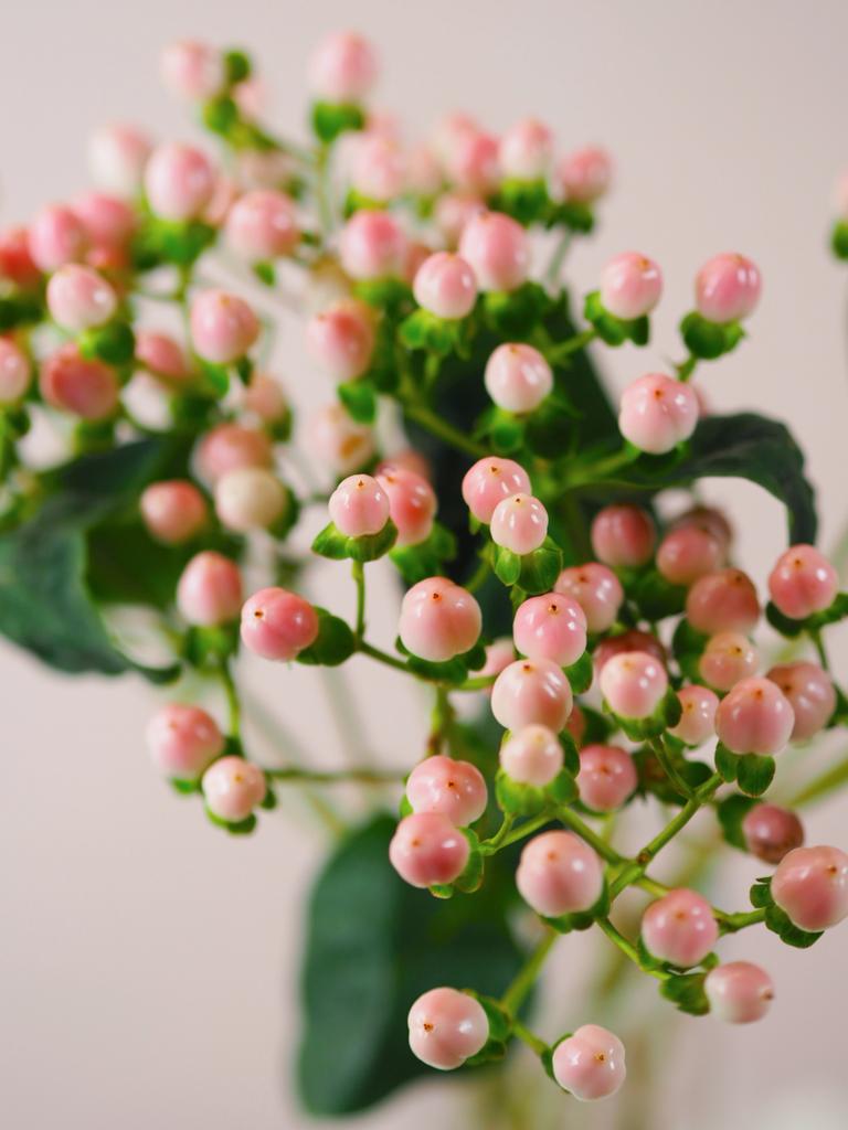 Гиперикум розовый